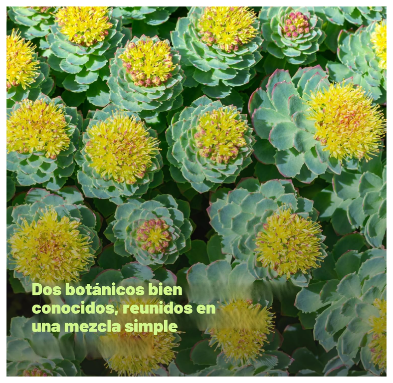 Rhodiola Rosea con Ashwagandha | 240 Cápsulas | Extracto de raíz 10:1 de máxima potencia